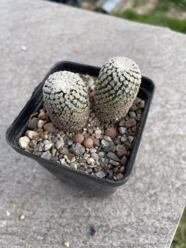 Turbinicarpus valdezianus